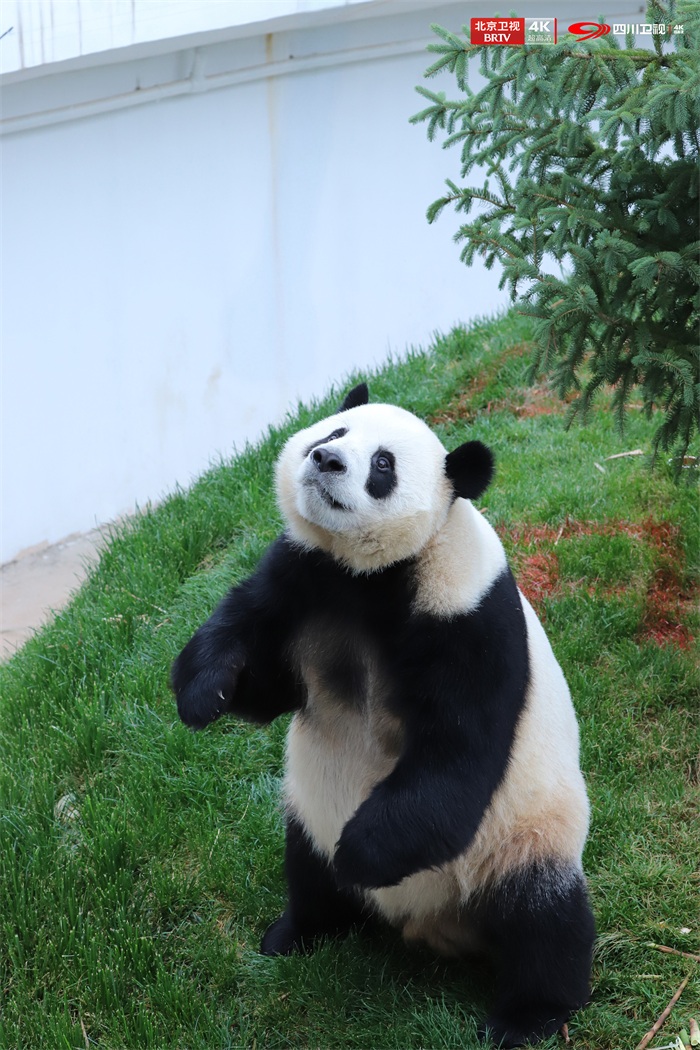 大熊猫和兴.jpg
