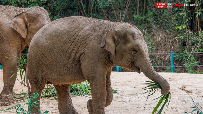 亚洲象威风.jpg