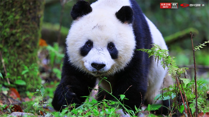 大熊猫喜悦.jpg
